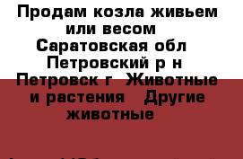 Продам козла живьем или весом - Саратовская обл., Петровский р-н, Петровск г. Животные и растения » Другие животные   